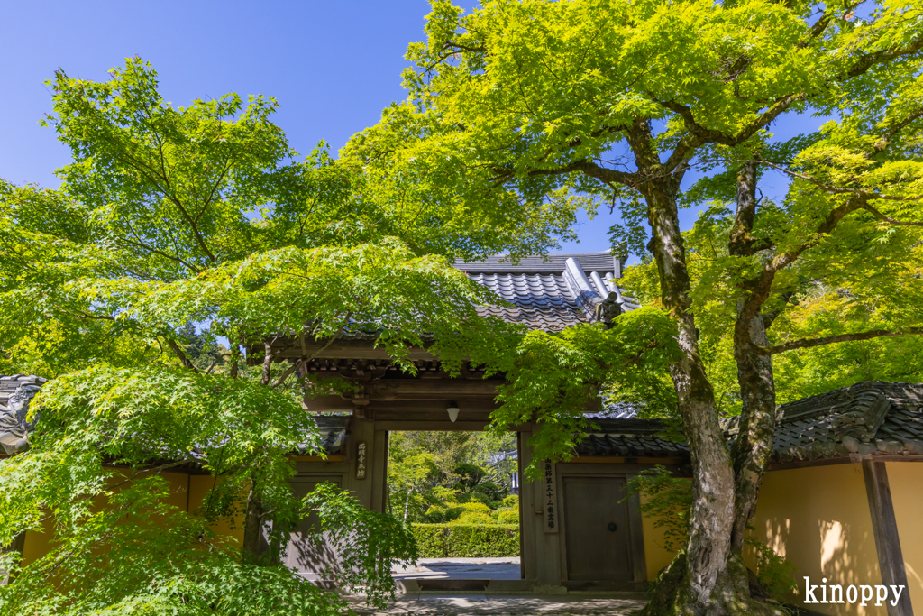 西明寺 新緑 3