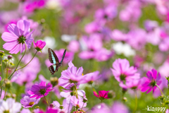 ひまわりの丘公園 コスモス 12
