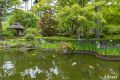 しょうざん 日本庭園 菖蒲 2