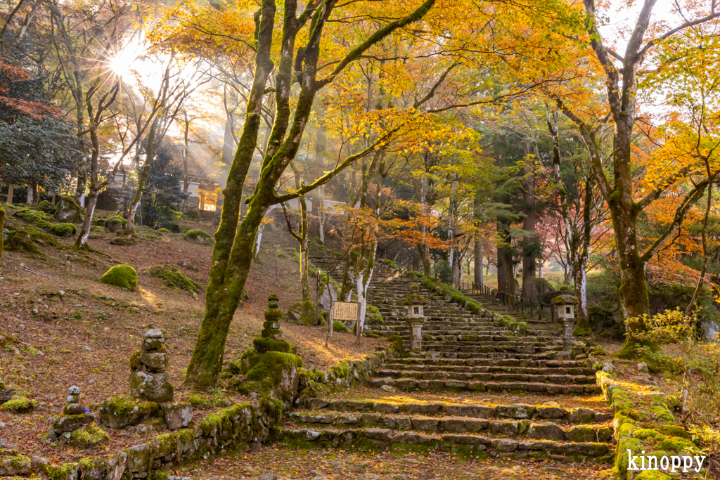 高源寺 紅葉 6