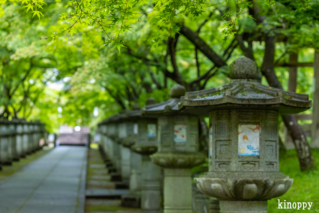 高山寺 新緑 4