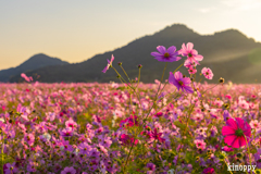 馬場 コスモス畑 6