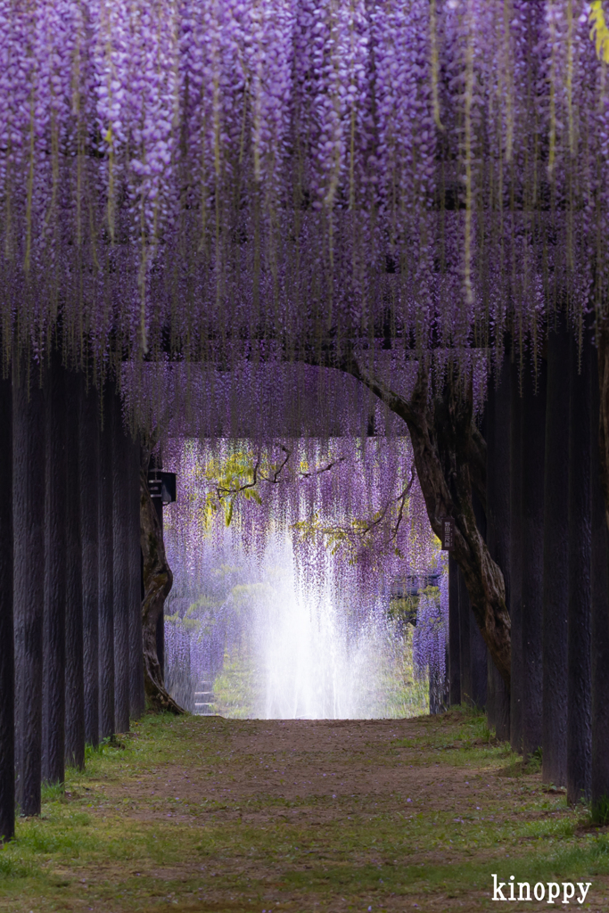 白井大町藤公園 4