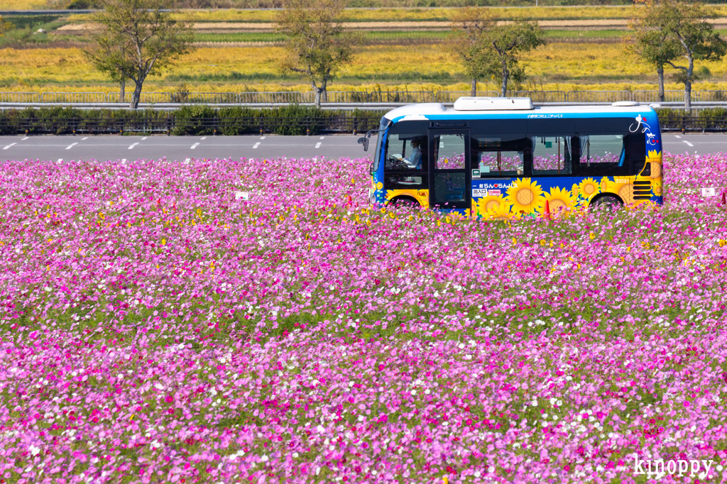 ひまわりの丘公園 コスモス 10