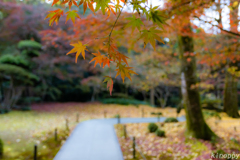 清水寺本坊庭園 紅葉 5