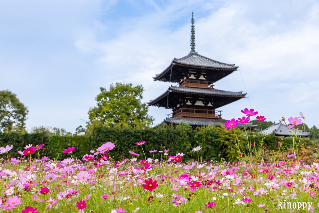 法起寺 コスモス 4