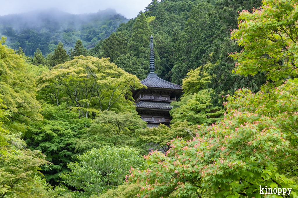 高源寺 新緑 3