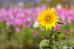 ひまわりの丘公園 コスモス 6