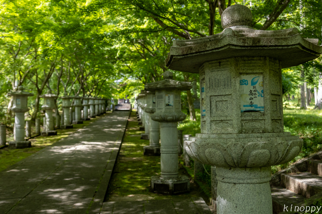 高山寺 新緑 3