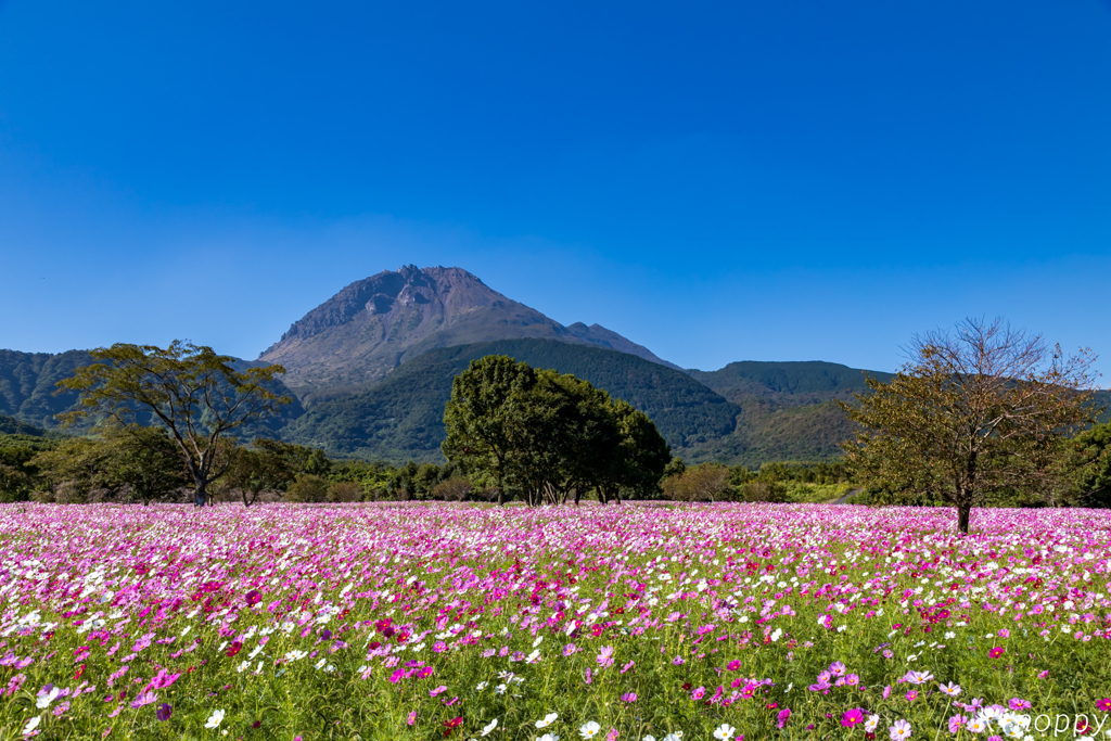 しまばら火張山花公園 コスモス 2