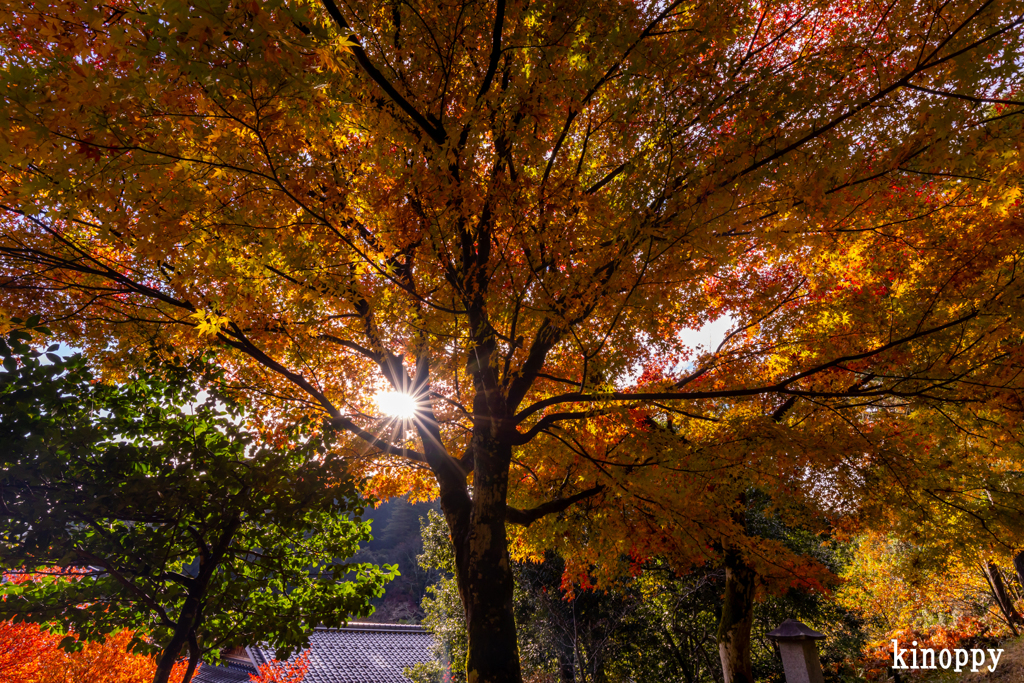 安国寺 紅葉 4