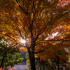 安国寺 紅葉 4