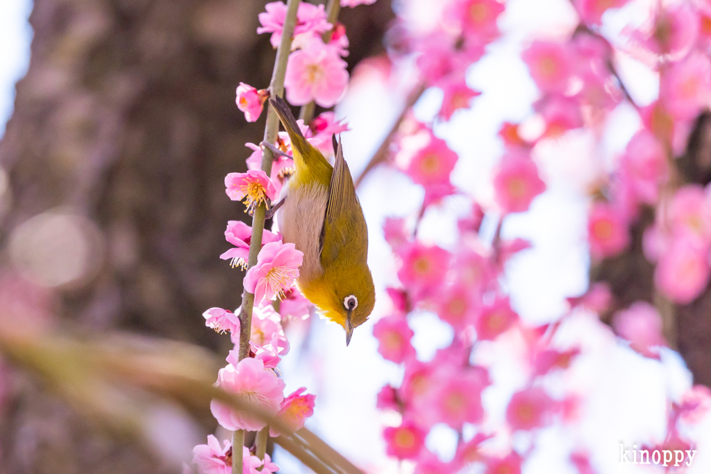 鈴鹿の森庭園 メジロ 3