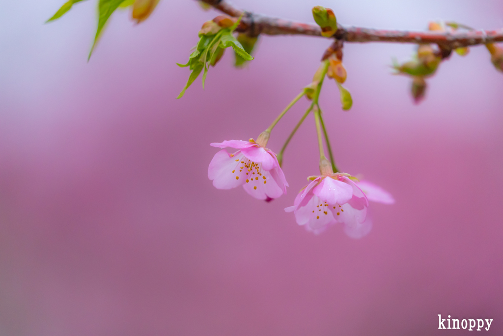 西郷川河口公園 河津桜 3