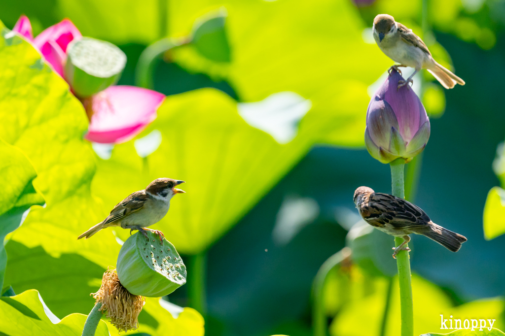 白鷺公園 ハス 4