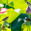 白鷺公園 ハス 4