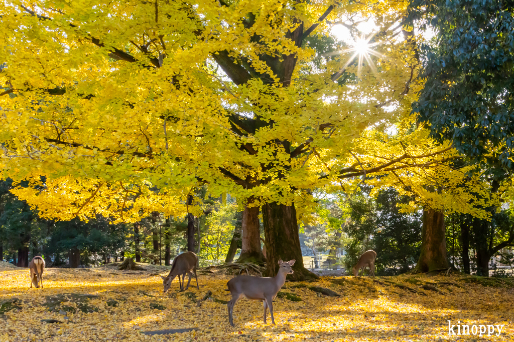 奈良公園 紅葉 4