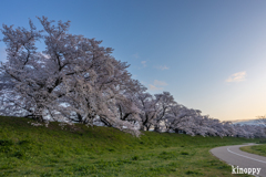 淀川河川公園 背割堤 桜並木 2