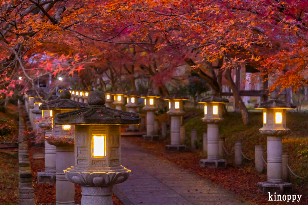 高山寺 紅葉 2