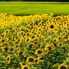 南光ひまわり畑 2
