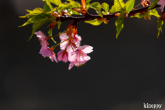 西郷川河口公園 河津桜 4