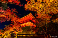 仁和寺 ライトアップ 8