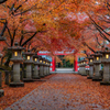 高山寺 紅葉 Ⅱ  3