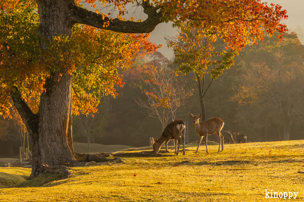 奈良公園 5