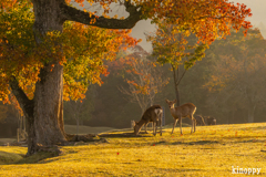 奈良公園 5