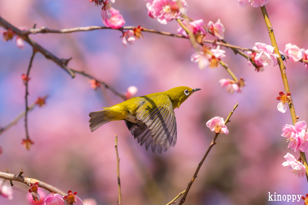 鈴鹿の森庭園 メジロ 3