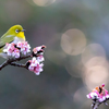鎮國寺 メジロ 2