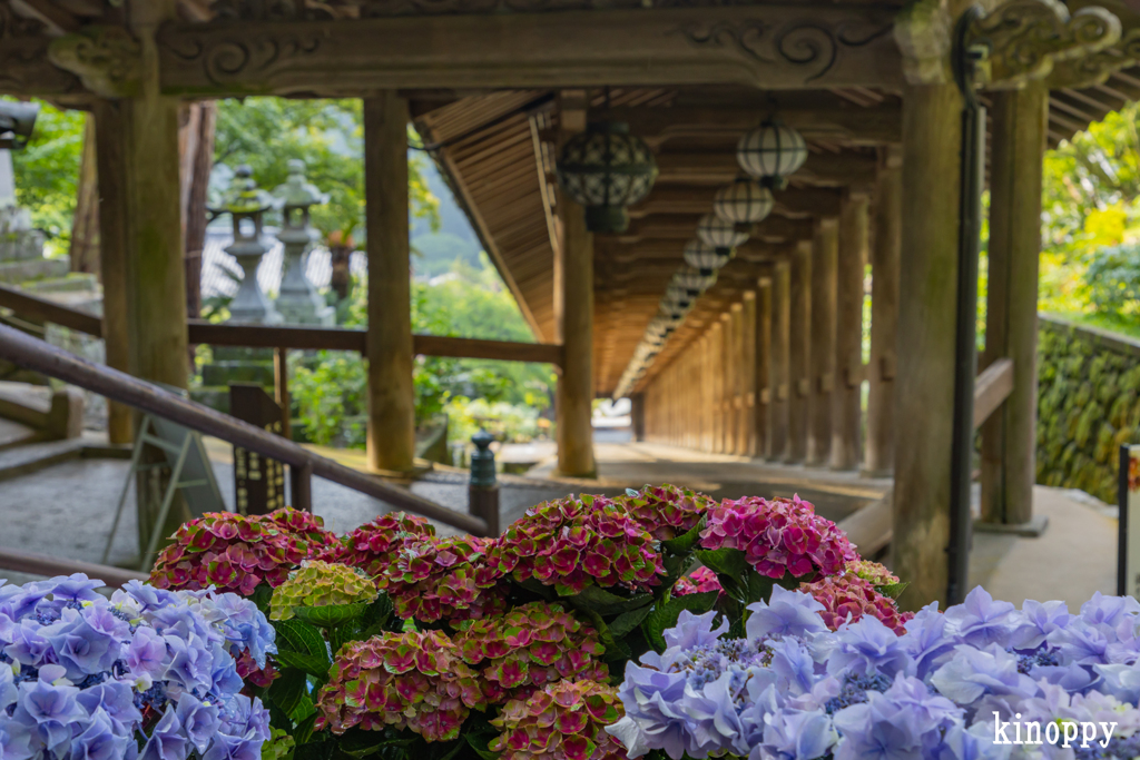 長谷寺 あぢさゐ回廊 4