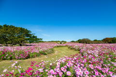 海の中道海浜公園 コスモス