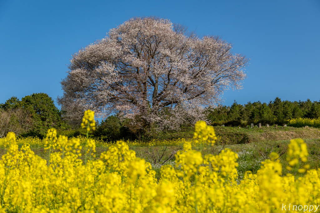 馬場の山桜 5