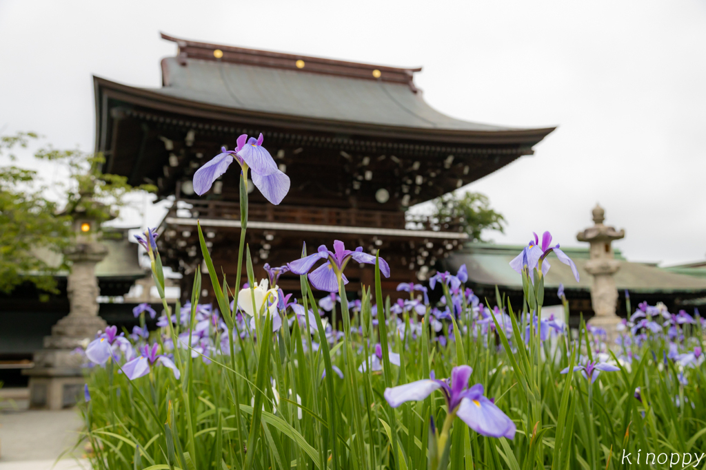 宮地嶽神社 菖蒲 6