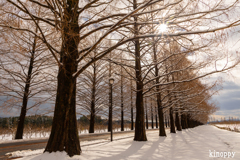 メタセコイヤ並木 雪景色 4