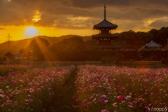 法起寺 夕景 2