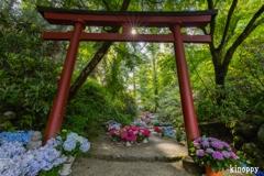 岡寺 あぢさゐ回廊 12