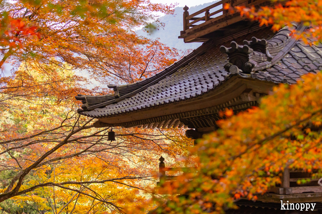 高源寺 紅葉 11