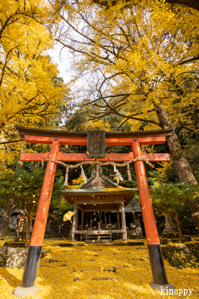 岩戸落葉神社 紅葉 3
