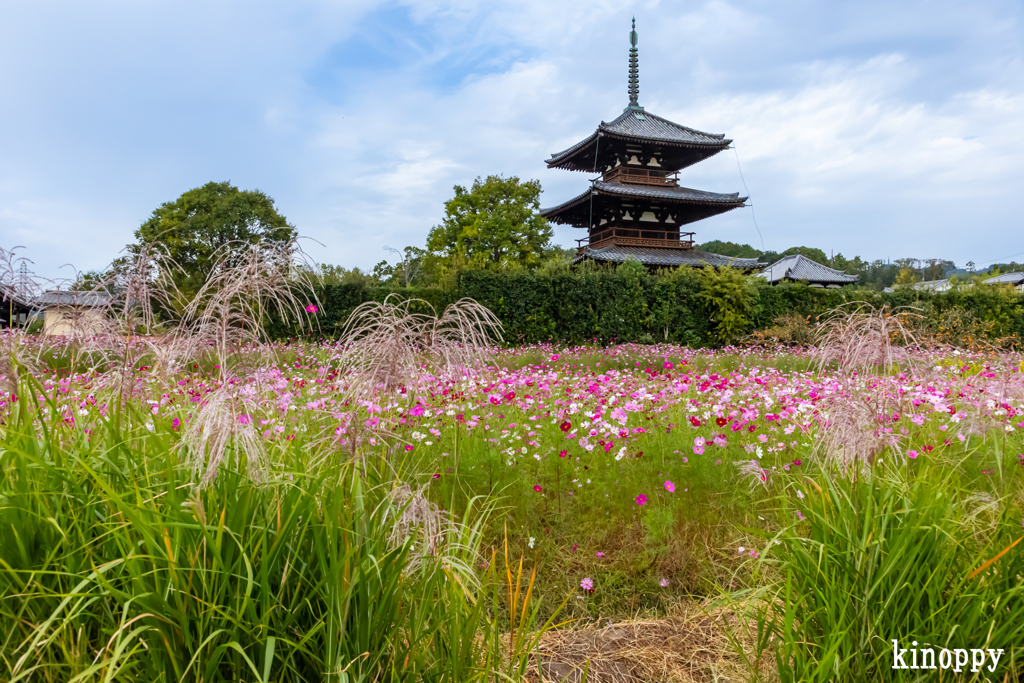 法起寺 コスモス