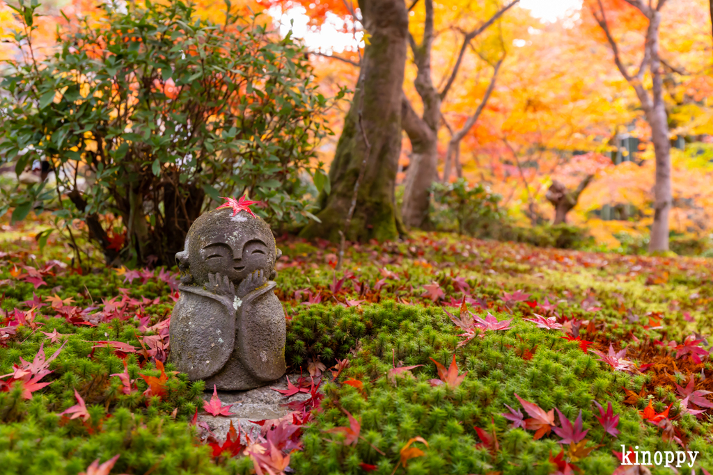 圓光寺 紅葉 4