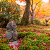 圓光寺 紅葉 4