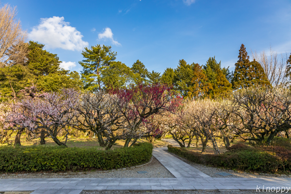 梅林寺 梅 4