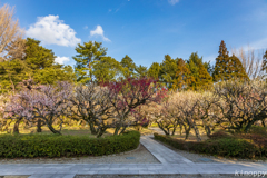 梅林寺 梅 4
