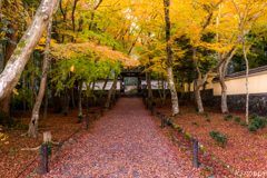 地蔵院 紅葉