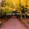 地蔵院 紅葉