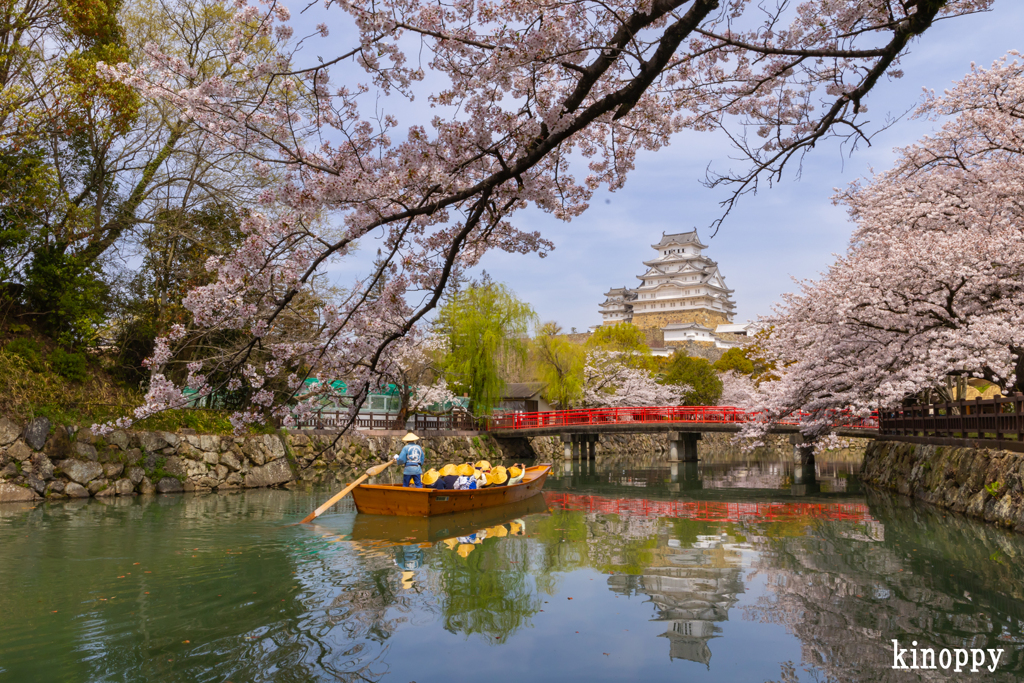 姫路城 桜