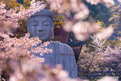 壷阪寺 桜大仏 3