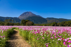 しまばら火張山花公園 コスモス 3